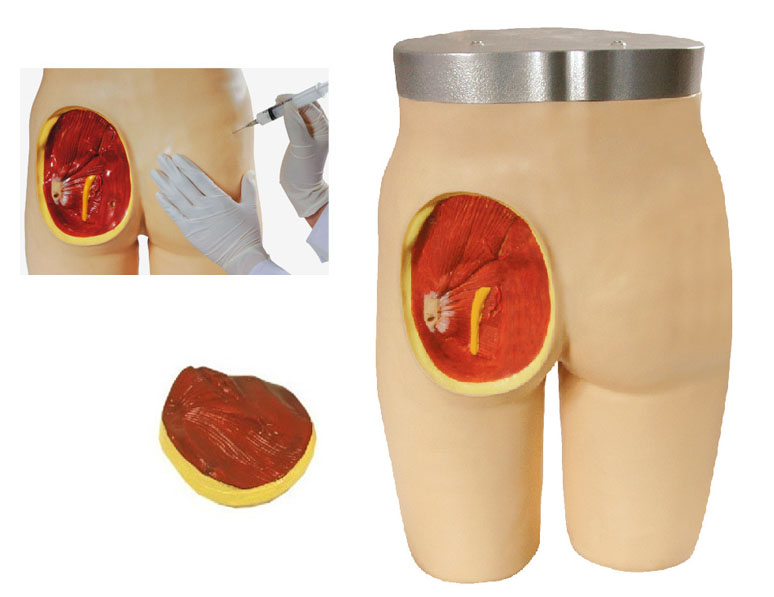 高級(jí)臀部肌肉注射與解剖結(jié)構(gòu)模型