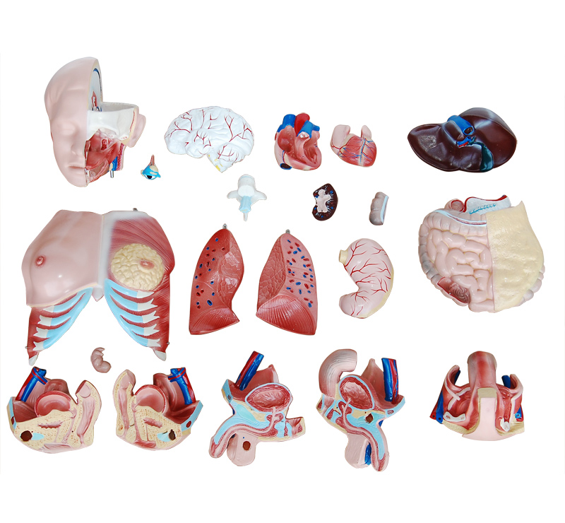 三性互換軀干模型85cm(21件)
