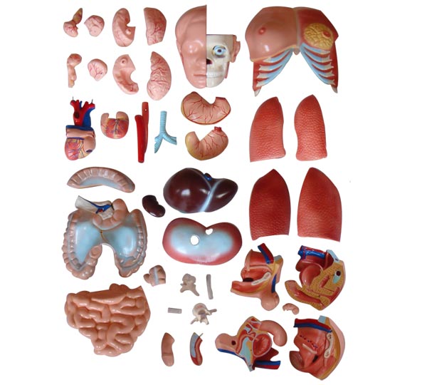 兩性互換軀干模型85cm(40件)