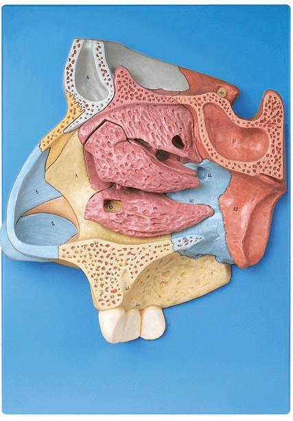 鼻腔放大模型