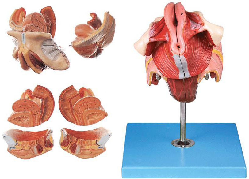 女性生殖器官結(jié)構(gòu)模型