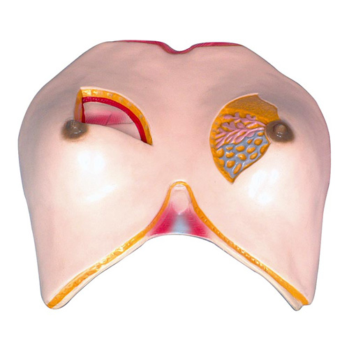 乳房解剖模型