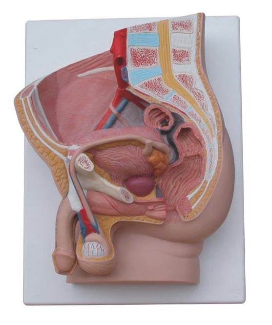 男性矢狀解剖模型(2件)