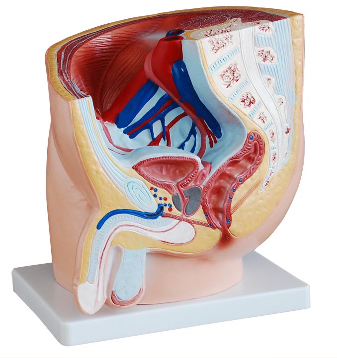 男性盆腔正中矢狀解剖模型(1件)