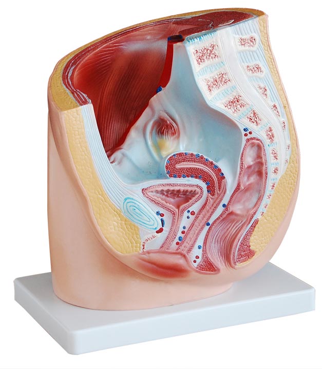 女性矢狀解剖模型(1件)