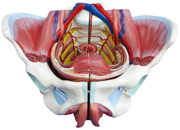 高級(jí)女性骨盆附生殖器與血管神經(jīng)模型