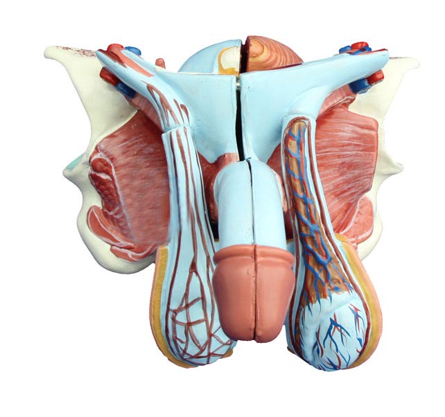 高級男性內(nèi)外生殖器模型5件