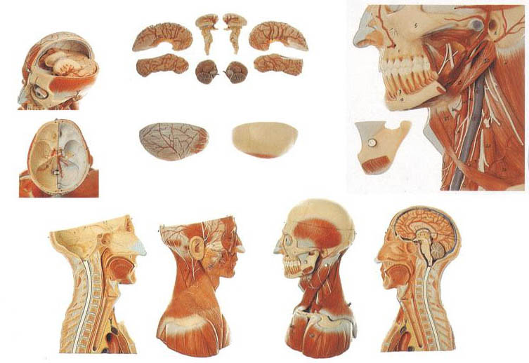 頭頸部血管神經(jīng)附腦分解模型