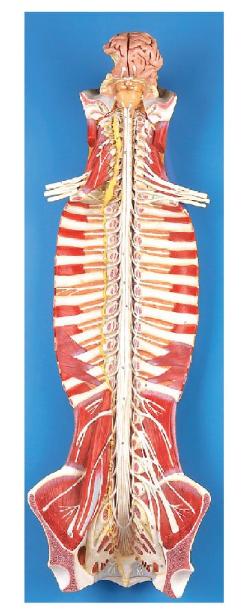 椎管內(nèi)部脊髓神經(jīng)模型