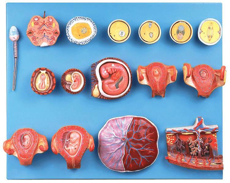 受精與早期胚胎發(fā)育過程模型