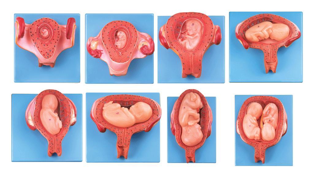 胎兒(胚胎)妊娠發(fā)育過程模型