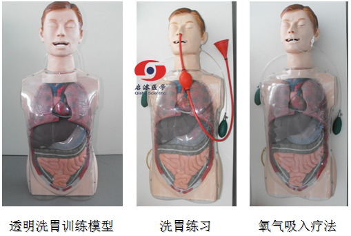 多功能透明洗胃訓(xùn)練模型