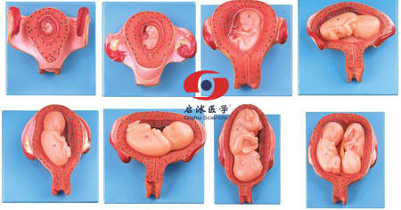 胎兒(胚胎)妊娠發(fā)育過程模型