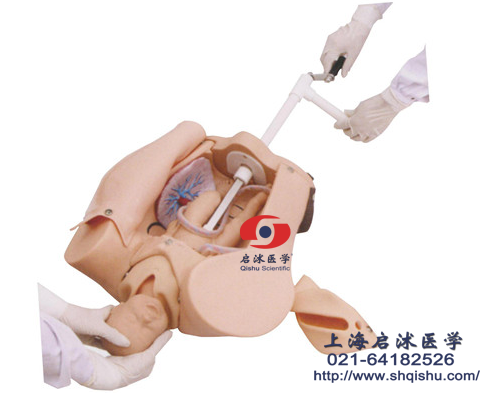 手搖分娩機(jī)制示教模型