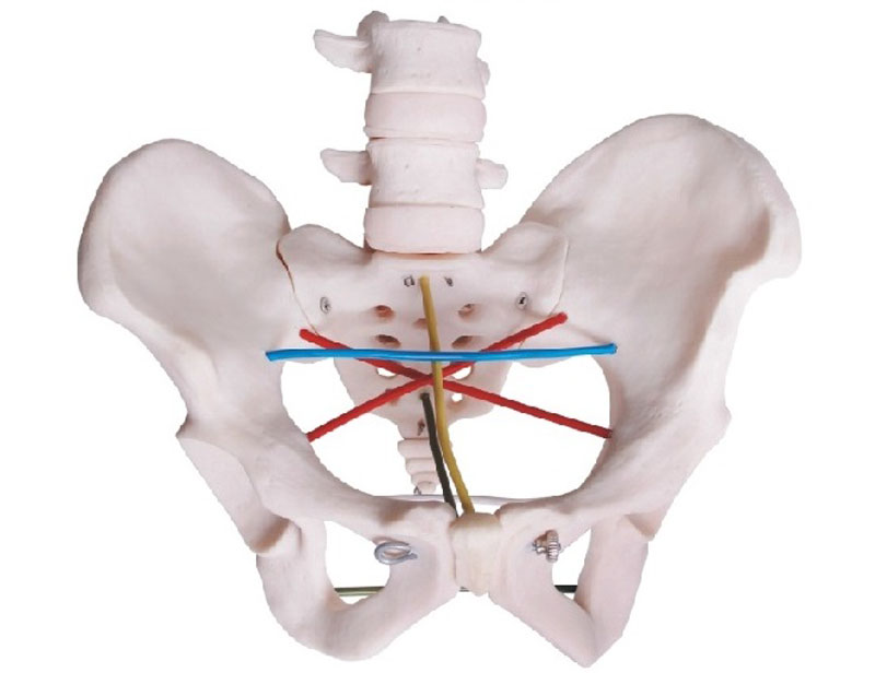 女性骨盆測量操作模型